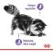 Royal Canin Appetite Control Care Adult Wet Cat Food in Gravy Adult Wet Cat Food 85g (Pack of 48) Meat 48 count (Pack of 1) - Buy Online on GoSupps.com