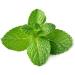 Fresh Mint Leaf Bunch | Double Bunch | Vegetarian | Mint Indian herb | Fresh Leaf | Fresh Mint Leaves | Indian Origin | Approx 250-300g| Next Day Shipping By Seelans