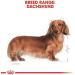 Royal Canin Dachshund Adult Mousse | Double Pack | 2 x 12 x 85 g | Complete Food for Dogs | for Adult Dachshunds | May Help Protect Bones and Joints - Buy Online on GoSupps.com