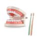 Dental Model Denture Model Demonstration Adult Children Teeth Model Standard Teaching with 2 Toothbrush
