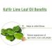Kaffir Lime Leaf Oil (Citrus Hystrix) 100% Natural Pure Undiluted Uncut Carrier Oil 30ml Kaffir Lime Leaf 30 ml - Buy Online on GoSupps.com