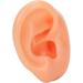 Jacksking Silicone Ear Model - Realistic Textured Medical Teaching Aid for Office Use - Buy Online on GoSupps.com
