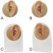 WEHOMY Silicone Left Ear Model for Teaching Instruction - Realistic 3D Display Tool Skin Color - Buy Online on GoSupps.com