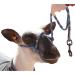 Sullivan Supply Sheep or Goat Halter with Snap Lead Black, Pink, Teal (Blue Fusion)