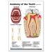 Tooth Anatomy & Implant Repair Support Card Set - Enhance Dental Knowledge | International Shipping Available - Buy Online on GoSupps.com