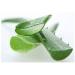 Seelans Fresh Aloe Vera Leaves | 4 Piece | Improve Skin and Prevent Wrinkles | Aloe Vera Juice Source of Antioxidants| Fresh Leaf | Indian Origin Next Day Shipping