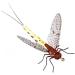 Synthfly Lifelike Mayfly Pack - Gray & Brown Drake in Sizes 10 12 14, Danica in Sizes 10 12 - Fly Fishing Essential Set of 8 Mayflies - Buy Online on GoSupps.com