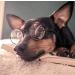 YAODHAOD Pet Sunglasses - Retro Circular Metal Prince Glasses for Small Dog Cat (2 Pack, Black) - Buy Online on GoSupps.com