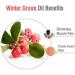 Salvia Winter Green Oil 100% Natural Pure Undiluted Uncut Essential Oil 30ml Winter Green 30 ml (Pack of 1) - Buy Online on GoSupps.com