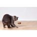 Purrs Ratatouille attachment- Fits PurrSuit Frenzy & DaBird wand Cat Toys - Buy Online on GoSupps.com