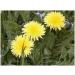 Dandelion leaf 250 g Powder Taraxacum dens leonis - Buy Online on GoSupps.com