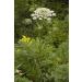 Fine Ground Organic Heracleum Persicum Hogweed (Golpar) Angelica Powder for Cooking and Food Seasoning Middle Eastern Cuisine Cooking Spices and Seasonings 38g Glass container with shaker top  - Buy Online on GoSupps.com