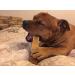 Super Himalayan Dog Chew-All Natural Hard Cheese Himalayan Dog Treats-Long Lasting Dog Yak Chews Made in Europe (Extra Extra Large (XXL)) Extra Extra Large(XXL)-Dogs &gt 35kg - Buy Online on GoSupps.com