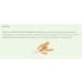 Virgin Oat Oil 16 fl oz - Nourishing Anti-Aging Moisturizer for Dry Mature Skin | Avena Sativa - Buy Online on GoSupps.com