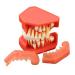 Dental Study Teeth Model Gums Removable Permanent Teeth Alternative Demonstration