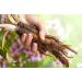 Burdock Root (Arctium Lappa L. - Radix Bardanae) / Grande Bardane Racine - Health Embassy (50g) - Buy Online on GoSupps.com