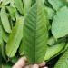 Fresh Organic Guva Leaves | Approx 20G Jumbo | Guva Leaf For Medical | Use Diabetes & Skin Care| Indian Origin|Next Day Shipping By Seelans