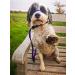 UniWalker Figure of 8 Training Lead For Dogs That Pull. Soft Padded.& Comfortable. 3 Leads in 1. Purple Purple One Size - Buy Online on GoSupps.com