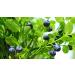 Indigo Herbs Organic Blueberry Powder 50g - Buy Online on GoSupps.com