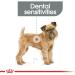 ROYAL CANIN Mini Dental Care - 8 kg - Buy Online on GoSupps.com