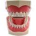 1PC Universal Dental Tooth Teaching Model - Soft Rubber Removable Teeth for Medical Study - Buy Online on GoSupps.com