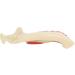 Acfthepiey Dental Treatment Model - Anatomy of Gums & Teeth Study Tool for Dental Education - Buy Online on GoSupps.com