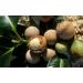 Dr Joe Lab Tamanu Oil 16 oz Pure Natural Cold Pressed Unrefined Extra Virgin Tamanu Nut Oil - A for Face Hair Skin Body Nail Locs and Beard - Buy Online on GoSupps.com