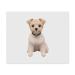 2 x microfiber cleaning cloths "Terrier Dog" (LC00025214)