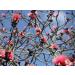 Genipap 5 razor brush tree seeds