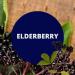 Black Canyon Elderberry Scented Body Lotion with Lanolin and Jojoba Oil 12 Oz - Buy Online on GoSupps.com