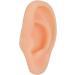 Professional Simulated Ear Model for Acupuncture & Massage Practice - Right Ear Demo Tool - Buy Online on GoSupps.com
