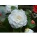 L'Erbolario Camellia - Refined Notes Of Camellia - Warmth Of Elemi And Amber - Exotic Spicy Essence Of Tonka Bean - Unique And Seductive Natural Fragrance - Floral Powdery Scent - 3.3 Oz EDP Spray Camellia 3.3 Ounce (Pack of 1) - Buy Online on GoSupps.com