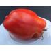 5 pacchetti di 25 semi Polacco linguisa - Buy Online on GoSupps.com