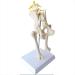 Teaching Model Tools Dog Hip Joint Skeleton Model Veterinary Teaching Demonstration Dog Hip Model Dog Skeleton Animal Pet Veterinary Veterinary Teaching Animal Mode
