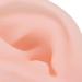 Buy Ktrok Silicone Ear Model for Acupuncture & Hearing Aid Training - Flexible Soft & Ideal for Display - Buy Online on GoSupps.com