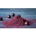 Carefood Organic Acai Powder - 100% Vegan Superfood for Juices Smoothies & Ice Cream - 70g - Buy Online on GoSupps.com