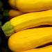 PLAT Firm Germinazione dei semi: 25 - Semi: ibrida Goldrush Yellow Zucchini Squash-cremoso Carne Bianca! Tasty TRASPORTO Libero! - Buy Online on GoSupps.com