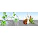 Herbal Magic's Pure and Natural Panch Tulsi Drops-Extract of Five Types of Holy Basil - Shyam Tulsi Shwet Sursa Tulsi Nimbu Tulsi Van Tulsi-Most Revered in Ayurveda-Liquid/Drops 30ml (Pack of 3) 30.00 ml (Pack of 3) - Buy Online on GoSupps.com