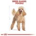Royal Canin Poodle 1.5kg - Buy Online on GoSupps.com