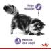 Royal Canin Appetite Control Care Adult Dry Cat Food 3.5kg - Buy Online on GoSupps.com