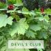 Alaska Devil's Club Salve - Natural Herbal Pain Relief for Relieving Soreness and Discomfort - Buy Online on GoSupps.com