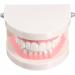 WANGCL Teeth Dental Demonstration Model - Anatomical Tooth Model for Dental Teaching & Oral Care | International Shipping Available - Buy Online on GoSupps.com