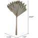 Vickerman Natural Botanicals 20" Natural Palm Sun Stem Real Preserved Foliage Stems Includes 12 Stems Per Pack - Buy Online on GoSupps.com