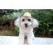 Shop U-M Pet Dog & Cat Straw Hat | Durable Bauer Style Costume | 14cm x 14cm - Buy Online on GoSupps.com