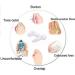 Jiahao Soft Silicone Gel Toe Separators for Bunion Relief & Hallux Protection - 2 Pack for Adults - Buy Online on GoSupps.com
