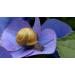 Revitalizing Night Cream with 97.5% Snail Mucin Retinol & Vitamins C & E | Maximum Hydration - International Shipping - Buy Online on GoSupps.com