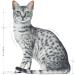 Royal Canin Indoor Sterilised in Soet | Double Pack | 2 x 12 x 85 g | Complete Food for Adult Cats Living Indoors - Buy Online on GoSupps.com