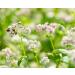 Organic Buckwheat Groats 5 Pounds - Hulled Non-GMO Kosher Raw Vegan Sirtfood Bulk - Buy Online on GoSupps.com