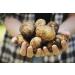Portaal Cool Seed Potatoes Revenge Seed Potatoes Ukraine 002 G Z - Buy Online on GoSupps.com