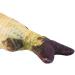 Yosoo Cat Toy Fish with Catnip | Plush Cotton Chew Toy | 40cm (15.7in) | International Shipping - Buy Online on GoSupps.com